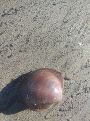 Glycymeris glycymeris