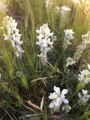 Lupinus malacophyllus
