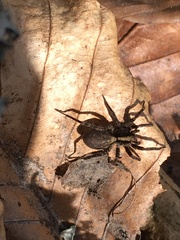 Alopecosa pulverulenta