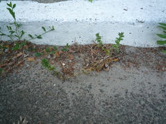 Lamium amplexicaule orientale