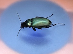 Poecilus