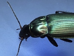 Poecilus