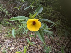 Hibiscus divaricatus