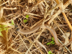 Delma tincta