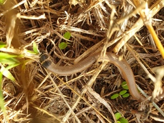 Delma tincta