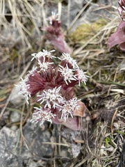 Petasites paradoxus