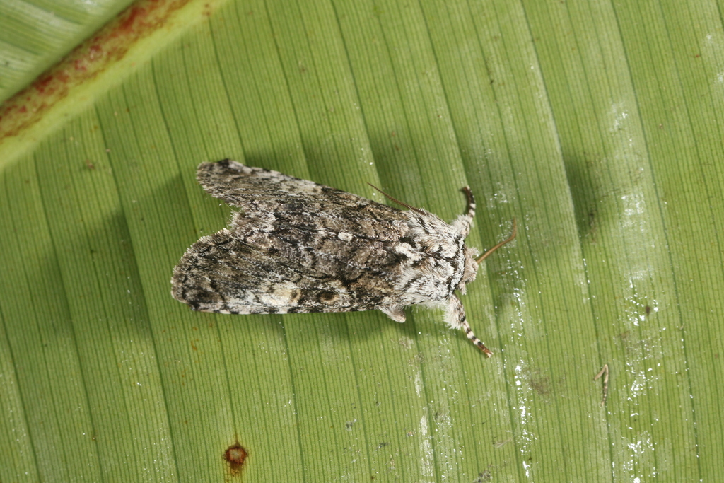 Charadra nitens