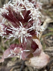 Petasites paradoxus