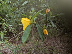 Hibiscus divaricatus