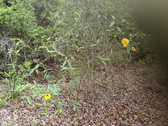 Hibiscus divaricatus