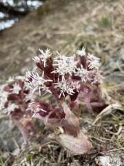 Petasites paradoxus