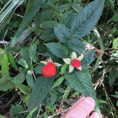 Rubus cardotii