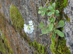 Arabis caucasica