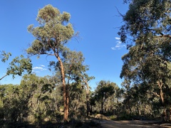 Eucalyptus wandoo