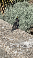 Sturnus vulgaris