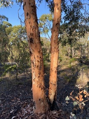 Eucalyptus wandoo