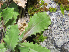 Arabis caucasica