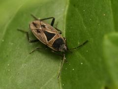 Xanthochilus quadratus