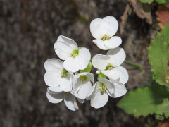 Arabis caucasica