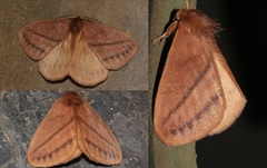 Eupterote hibisci