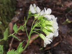 Arabis caucasica