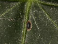 Lichtensia viburni