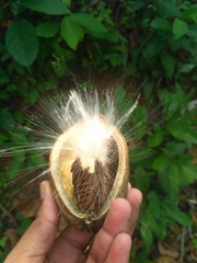 Cynanchum annularium