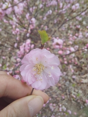 Prunus