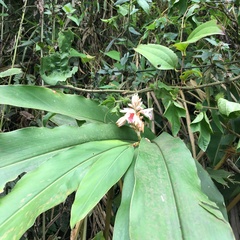 Alpinia shimadae