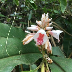 Alpinia shimadae