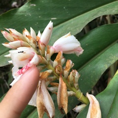 Alpinia shimadae