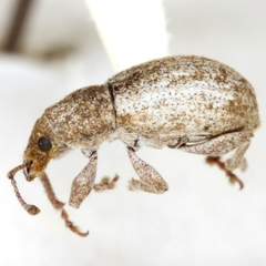 Achrastenus griseus