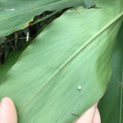 Alpinia shimadae