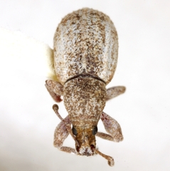 Achrastenus griseus