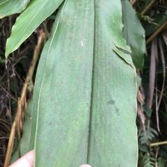 Alpinia shimadae