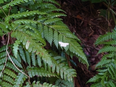 Scopula propinquaria