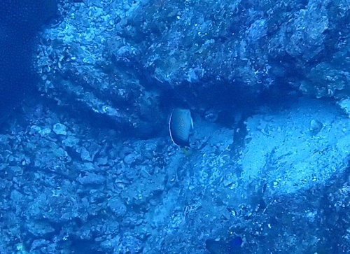Yellowtail Angelfish (Apolemichthys xanthurus)