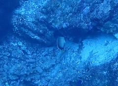 Apolemichthys xanthurus
