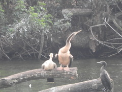 Anhinga novaehollandiae