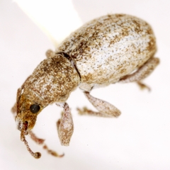 Achrastenus griseus