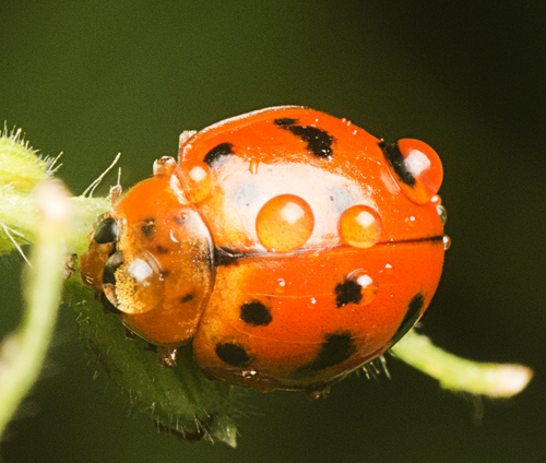 Maculate Ladybird photo 3