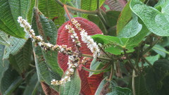 Miconia aeruginosa