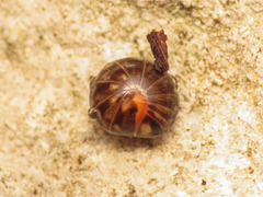 Glomeridae