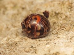 Glomeridae