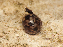 Glomeridae