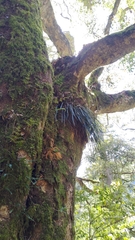 Haplopteris flexuosa