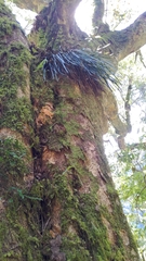 Haplopteris flexuosa