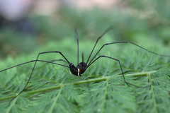 Pantopsalis cheliferoides