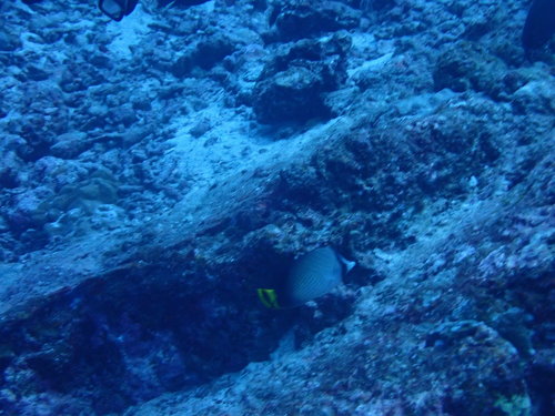Indian Vagabond Butterflyfish (Chaetodon decussatus)