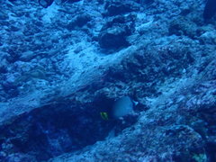 Chaetodon decussatus
